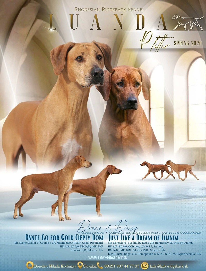 P - vrh 2026 Daisy x Draco