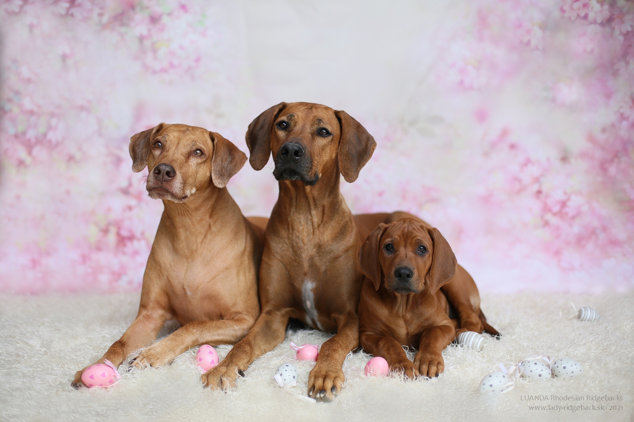 Faktory, ktoré ovplyvňujú cenu šteniatka