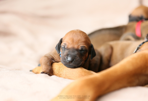 2 weeks old