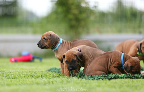 4 - weeks old