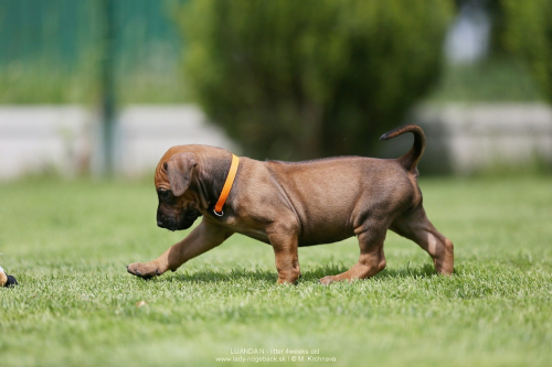 4 - weeks old