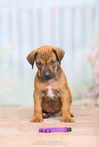 01-lila-img_3517