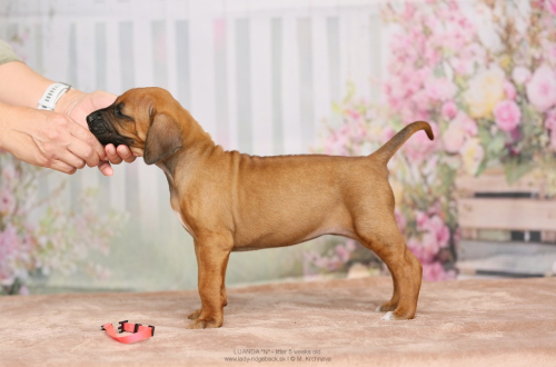 02-pink-img_3600