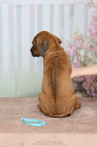 5 - weeks old