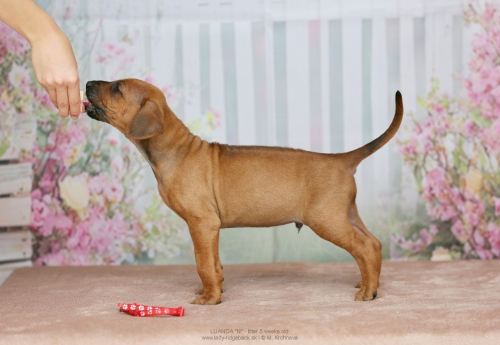07-red-img_4679