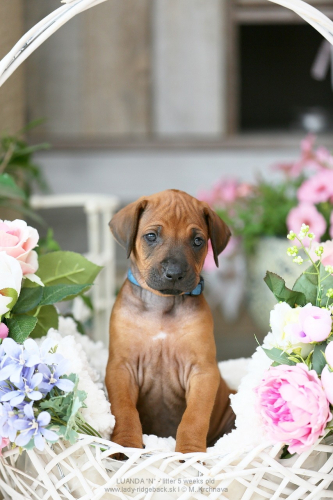 5 - weeks old