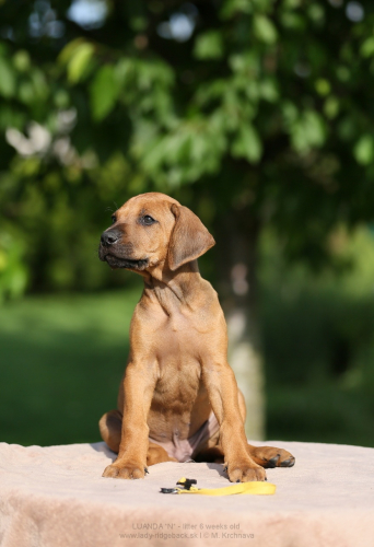 6 - weeks old
