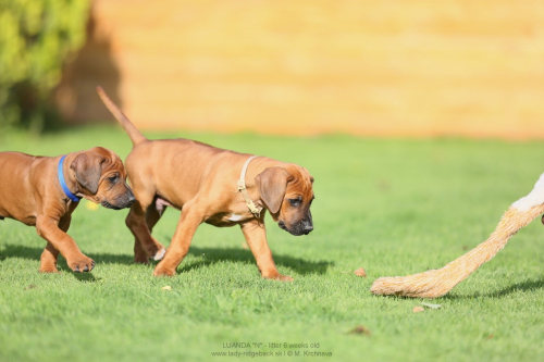 6 - weeks old