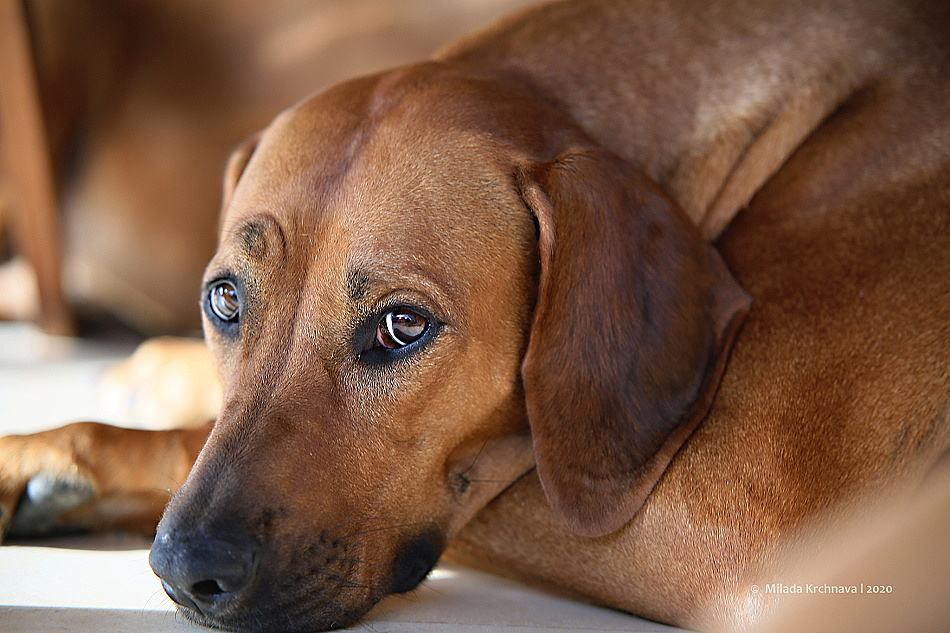 Top quality kennel: čo v skutočnosti rozhoduje o…