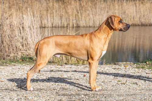 Kitakaze Kaga Arte Cassari