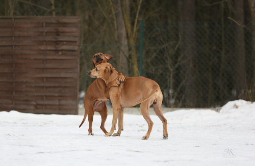 Dante Go for Gold Cieply Dom